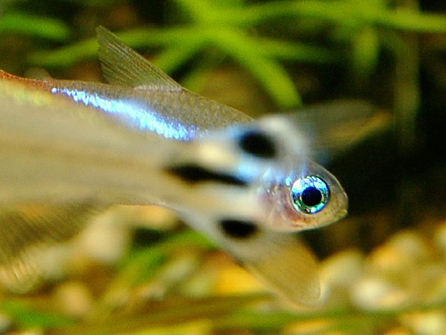 Fish, Neon Tetra, Paracheirodon innesi, Eye