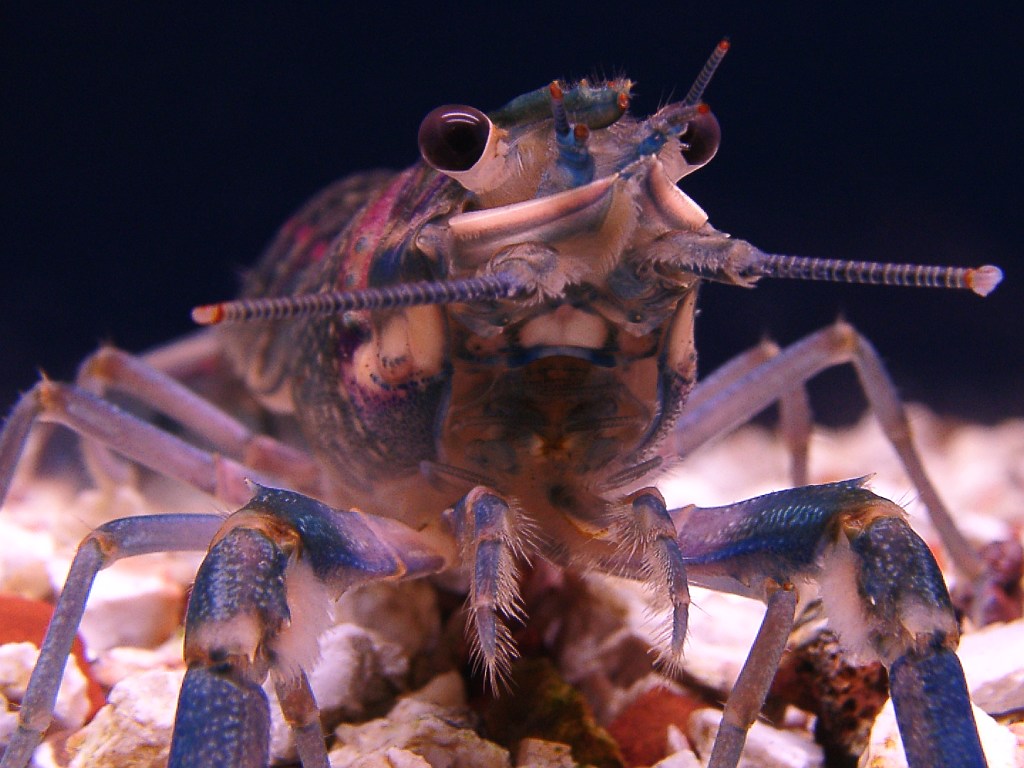 Crayfish Blue