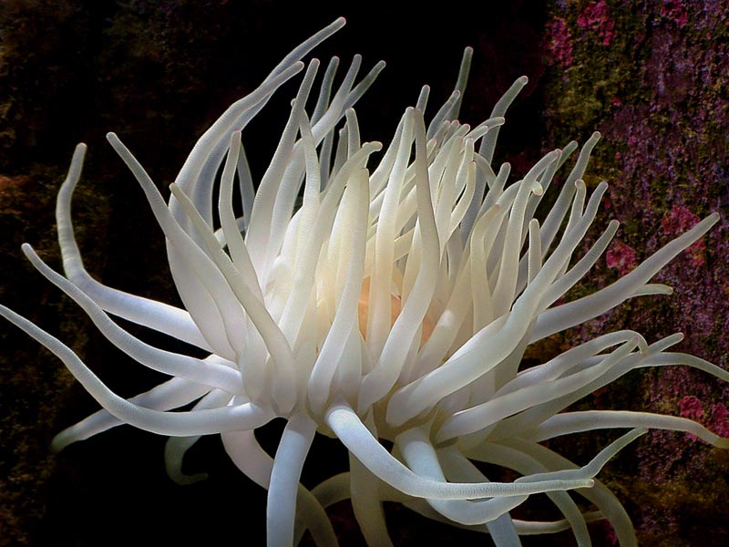 Whirling Anemone