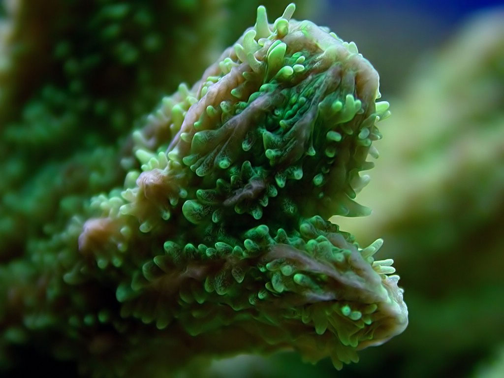 Green Alien Coral