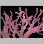 soft_coral