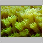 yellow_coral