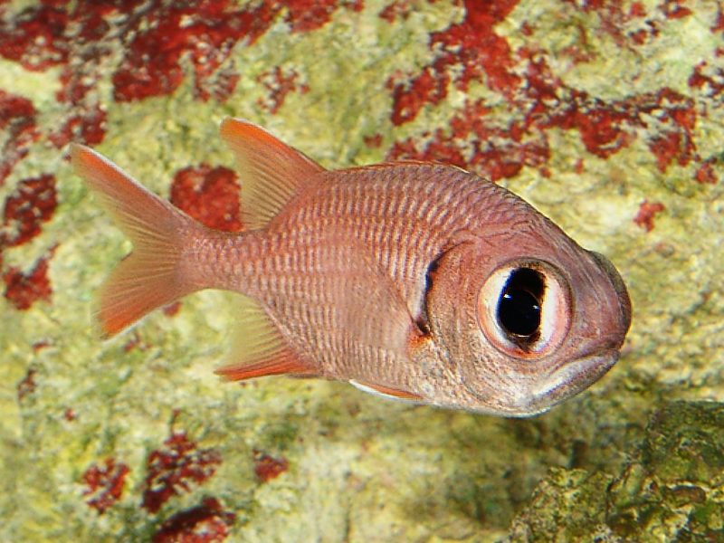 Fish, Big Eye - Myripristis sp.