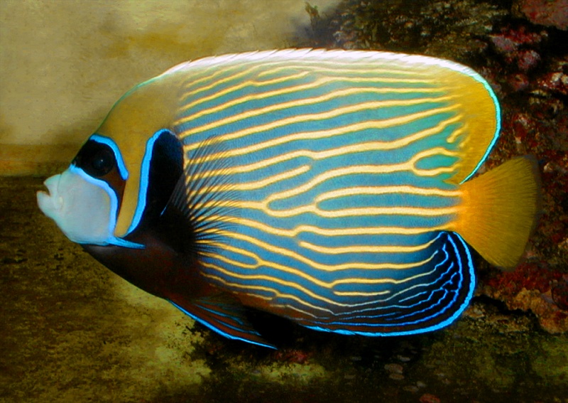 Fish, Emperor Angelfish, Pomacanthus imperator